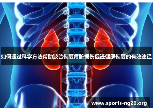如何通过科学方法帮助波普恢复肾脏损伤促进健康恢复的有效途径